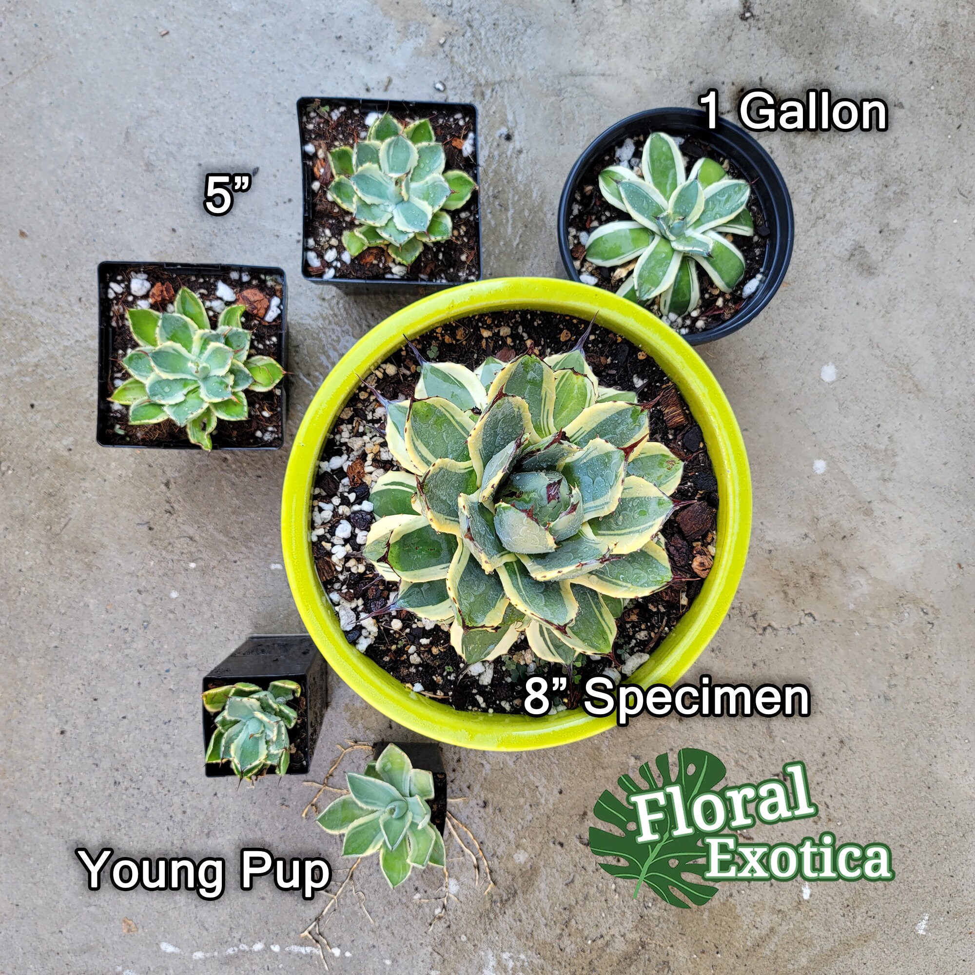 Agave Applanata 