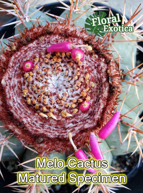 Large Turk's Cap Cactus  Melo Cactus With Cephalium - Etsy