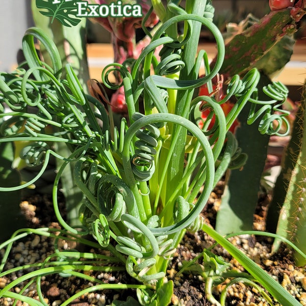 Albuca Spiralis - Frizzle Sizzle - Curly Grass with Yellow Scented Flowers - Free Shipping