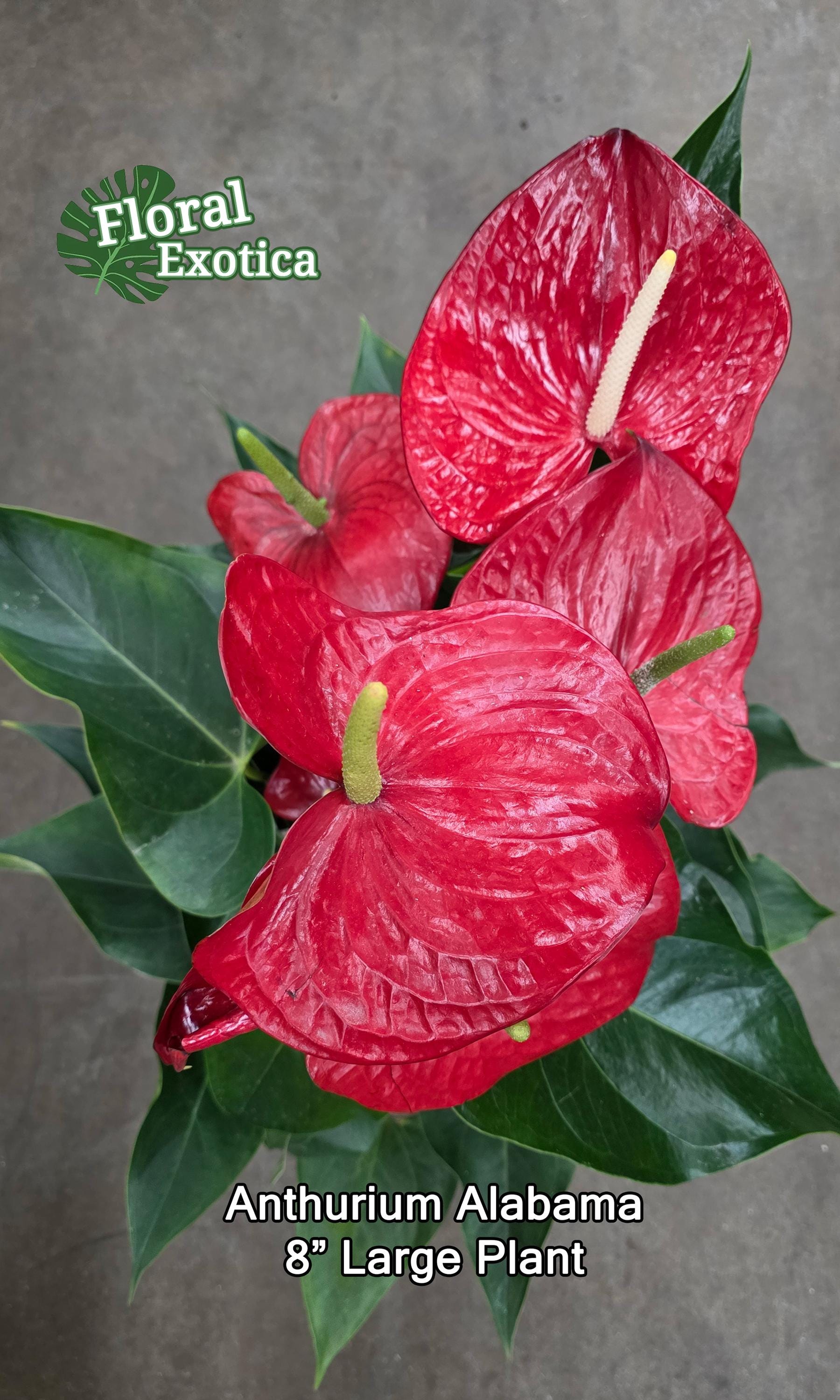 picasso calla lily plant Picasso Calla Lily® main image 1