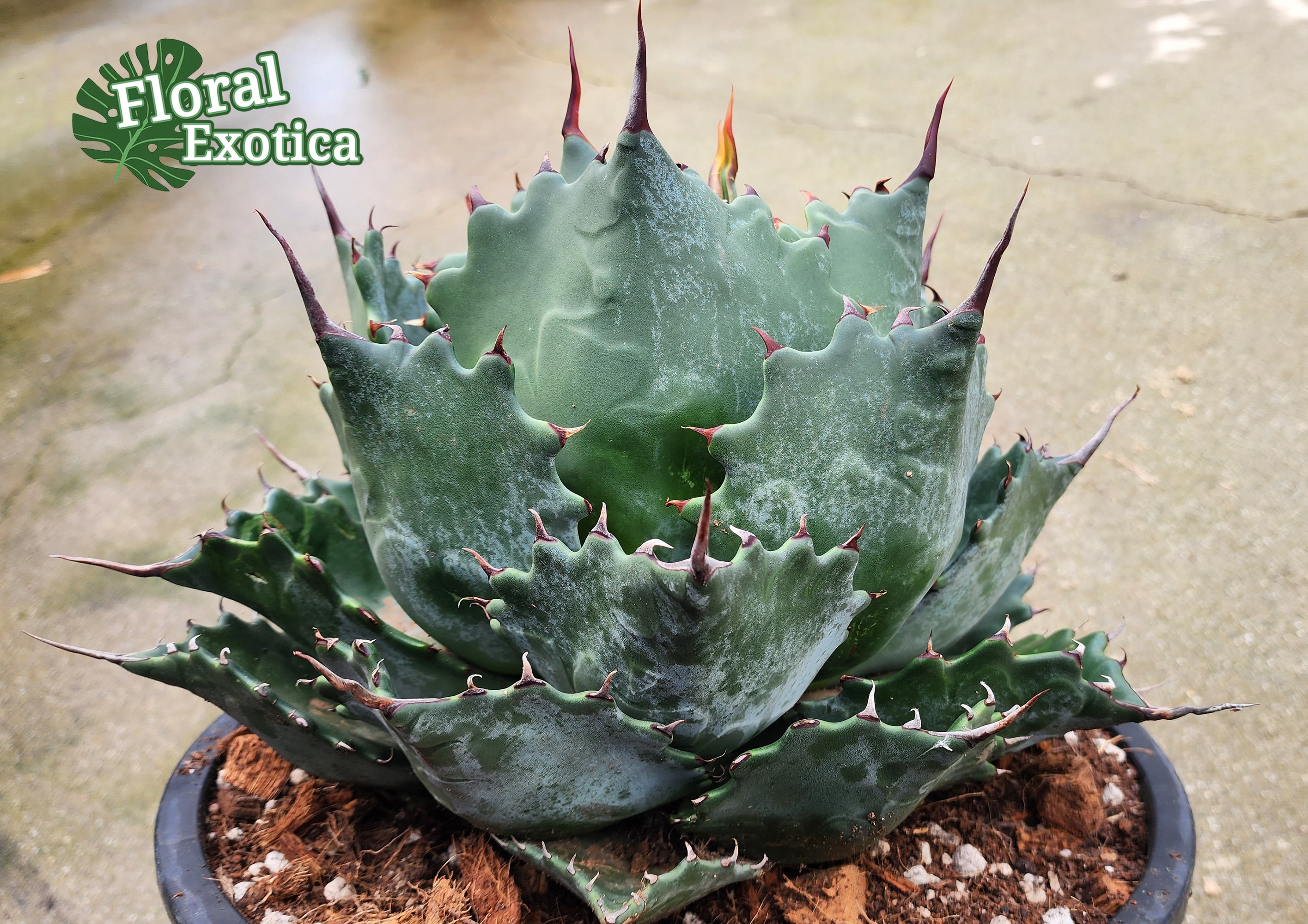 New Agave Hybrid Margaritae X Parrasana -【新着】アガベ