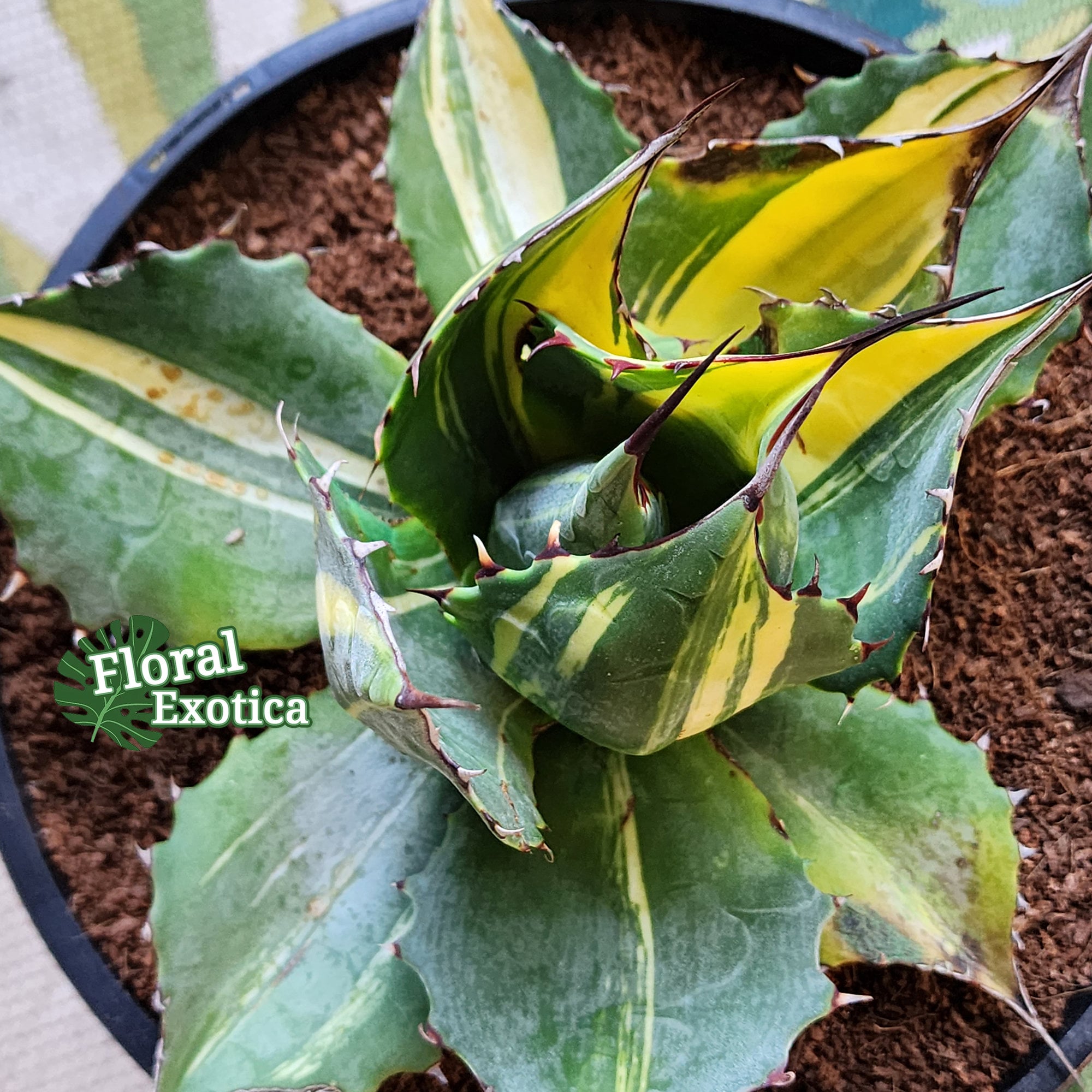 Agave Parrasana Mp/streak Variegated - アガベ パラサナ錦 - 賴光錦