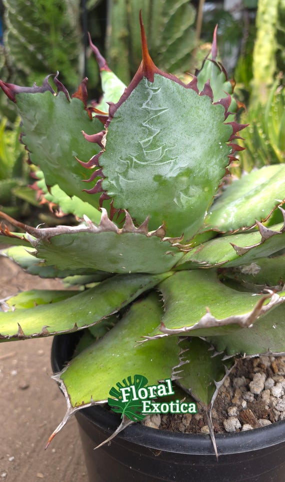 Agave Hybrid (isthmesis X Spawn) X Titanota - Etsy