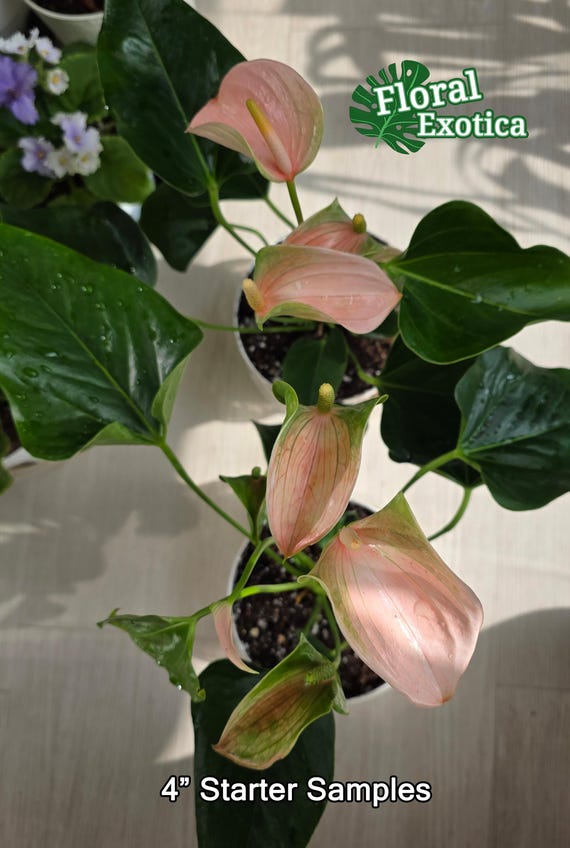 Anthrium Joli Peach - Novelty Anthurium - Florist Quality - 4" Starter -  Etsy