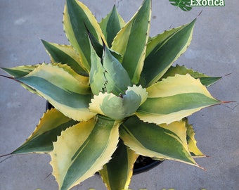 カ*ィ様 アガべ ‘オルカ’ AGAVE OVATIFOLIA ‘ORCA’ il_340x270.4052126383_ku9z.jpg