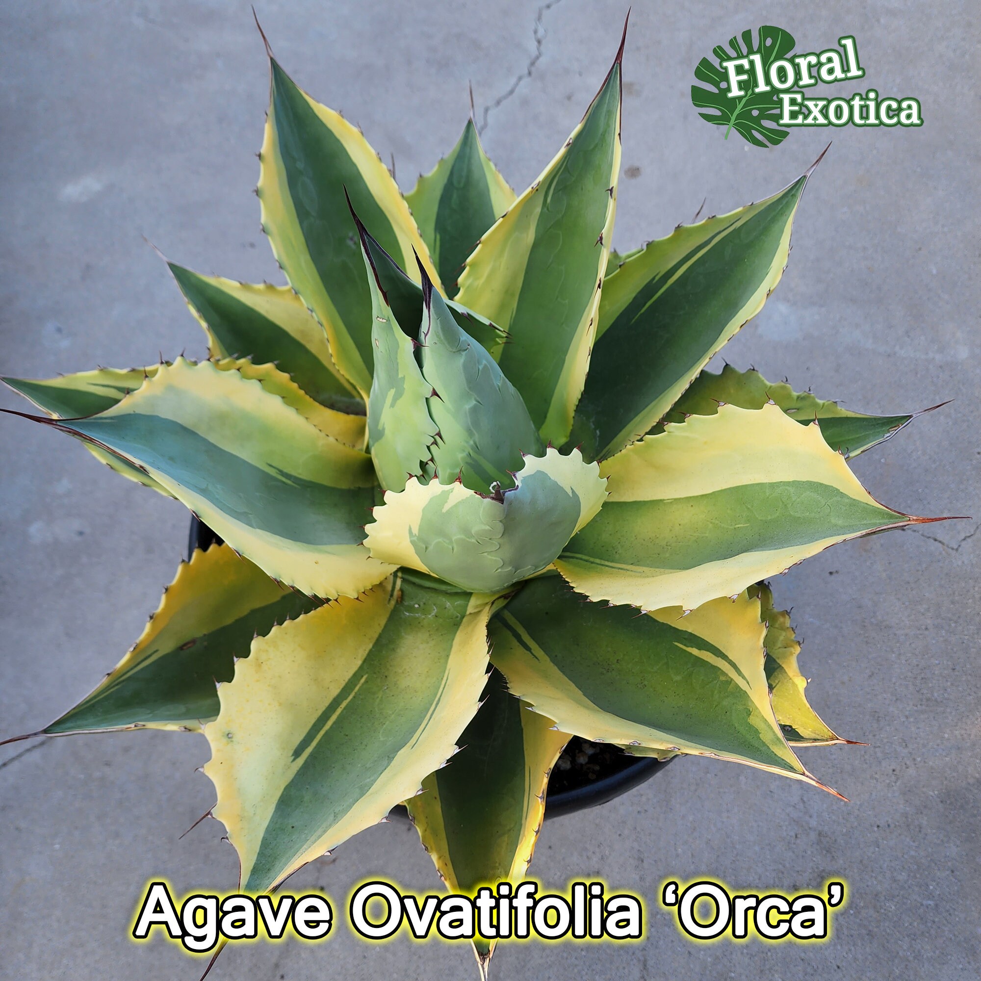 Ovatifolia orca Whale's Tongue Agave アガベ - Etsy Finland