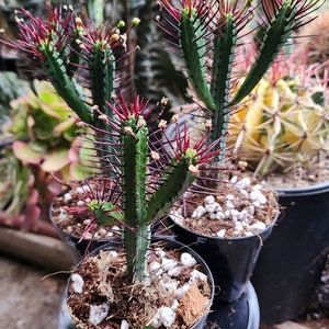 Nadelkissen Euphorbia Enopla - Miniatur Euphorbia - US Versand