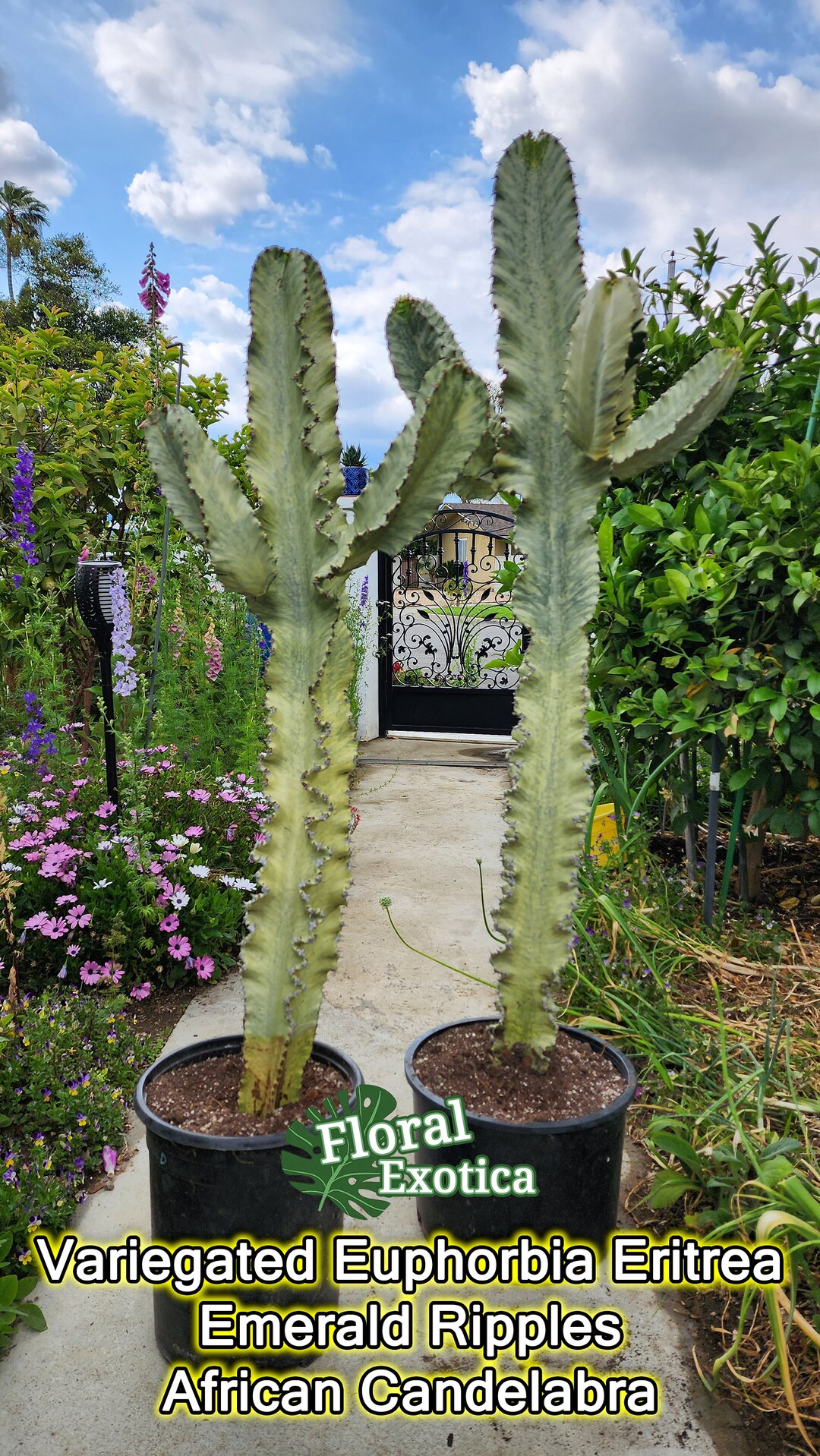 Variegated Euphorbia Ammak Emerald Ripples - Wavy Edge Cactus -  Architectural Cactus - African Candelabra - Etsy
