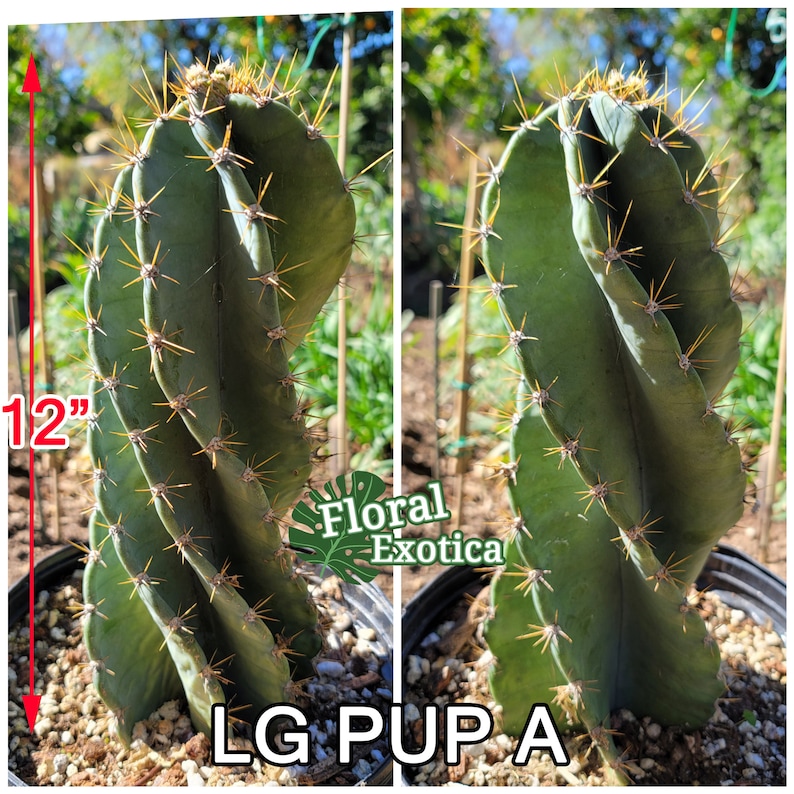 Large Cereus Peruvian 'Spiralis' Spiral Cactus Specimen Majestic Pillar Stable Spirals Free Shipping Pup A