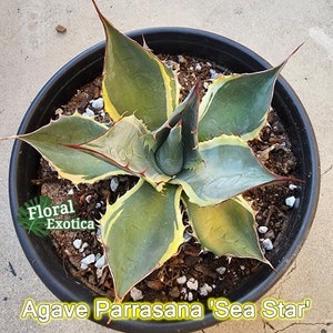 May include: Agave Parrasana 'Sea Star' succulent plant with green and yellow striped leaves in a black pot. The plant has a starburst shape with sharp points on the leaves.