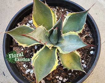 Variegated Agave Parrasana "Seastar" - Round Cabbage Agave - Variegated Specimen - US Seller - International Shipping Available