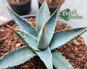 Agave Utahensis Var. Eborispina - アガベ・ユタエンシス