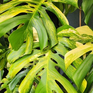 May include: Close-up of a variegated Monstera plant with large, vibrant green leaves and yellow variegation. The leaves have unique fenestrations, or natural holes, adding to their distinctive appearance. The image includes the text "Floral Exotica".