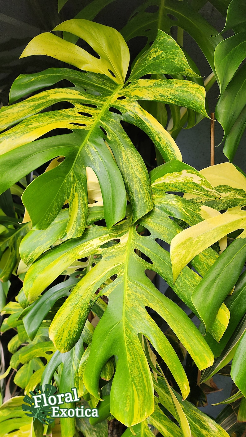 May include: Close-up of a variegated Monstera plant with large, vibrant green leaves and yellow variegation. The leaves have unique fenestrations, or natural holes, adding to their distinctive appearance. The image includes the text "Floral Exotica".