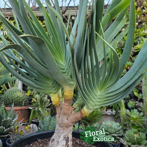 aloe juice for hair growth Aloe Vera Hair Gel
