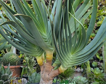 FloraExotica - Etsy 日本