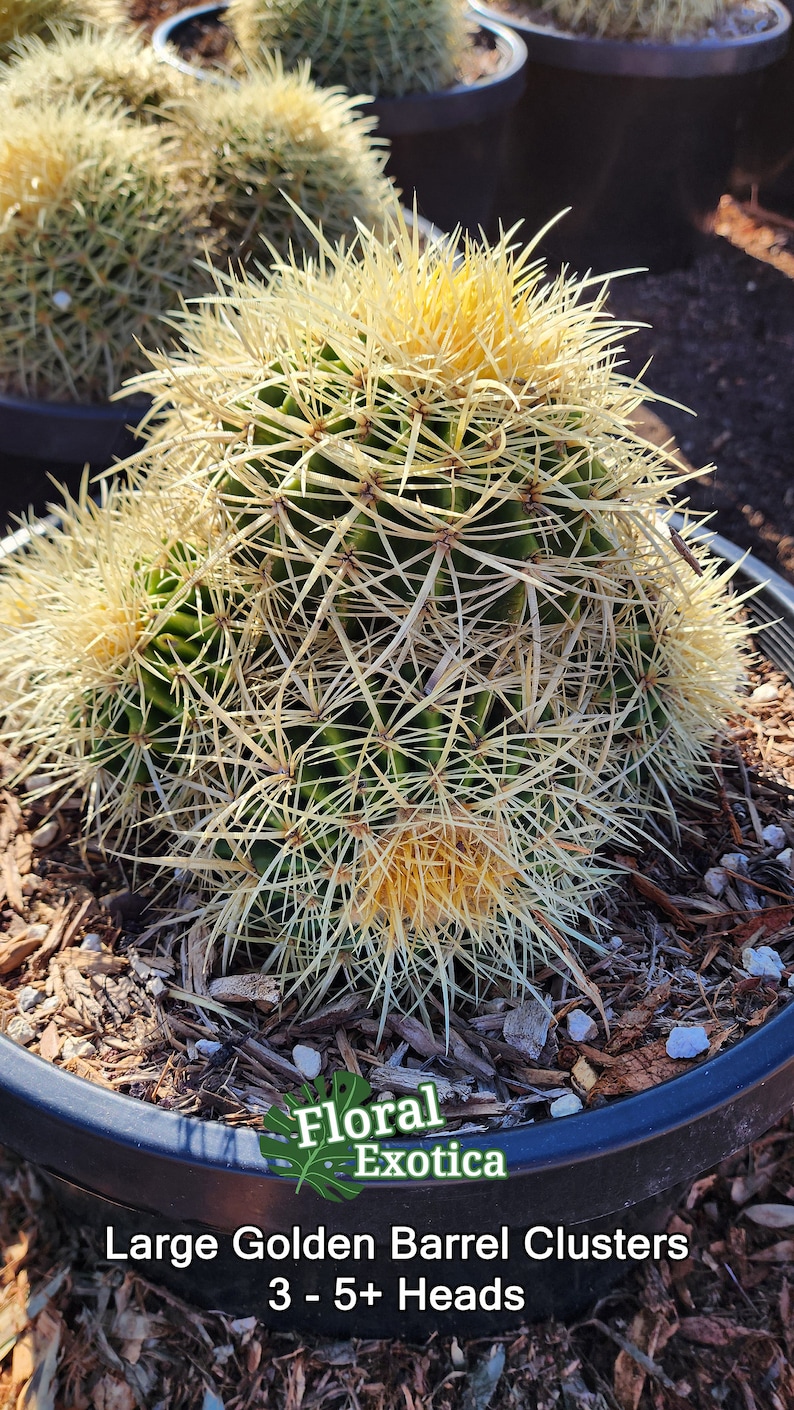 Floral Exotica Golden Barrel Cactus