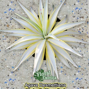 Desmettiana &#39;Galactic Traveler&#39; - アガベ デスメティアーナ ブルームーン - 銀河旅人 - 龍舌蘭専門店 - Specialty Agave Shop - US Stock - 植物検疫証明書付きで出荷
