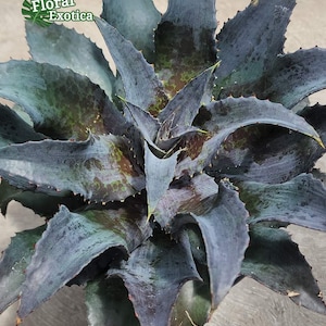 Night Owl Mangave: Dark Purple Hybrid Collectible Plant