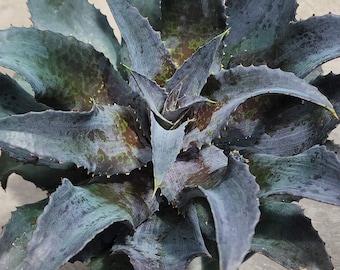 パープル ピープル イーター マンガベ スターター プラント アガベ