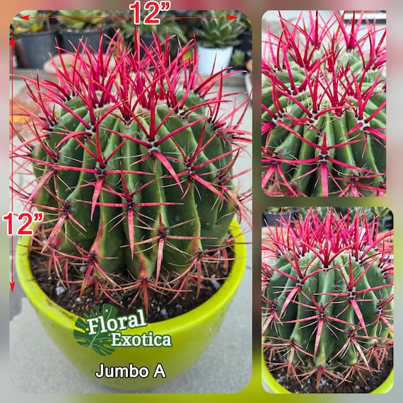Mexican Red Fire Barrel Cactus - Ferocactus Stainesii - Collector Cactus -  Etsy