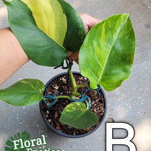 May include: A potted plant with large, variegated leaves in shades of green and yellow. The plant is in a black pot, and the leaves are supported by blue plant clips. The image includes the text "Floral Exotica" and the letter "B".
