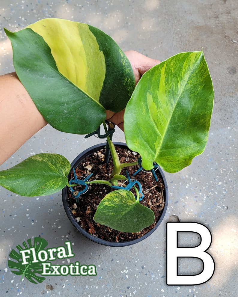 May include: A potted plant with large, variegated leaves in shades of green and yellow. The plant is in a black pot, and the leaves are supported by blue plant clips. The image includes the text "Floral Exotica" and the letter "B".