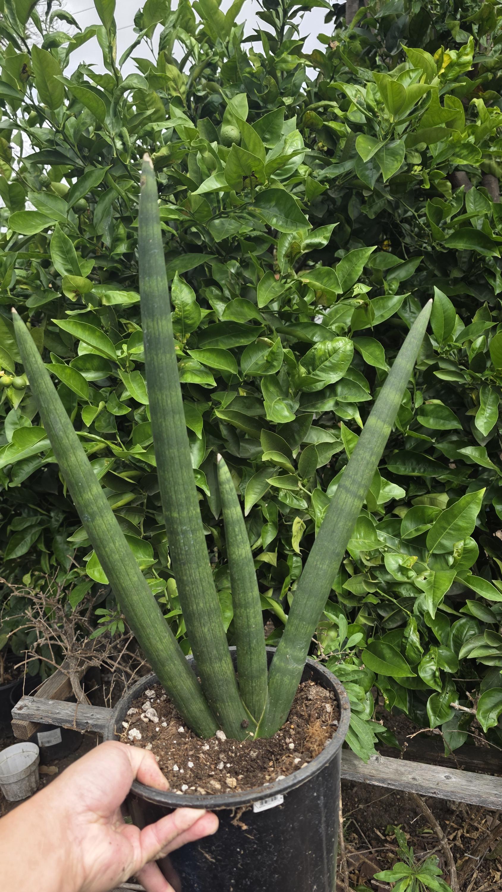 Oversized Mohawk Sansevieria Plant – Fan Shaped, Exact Specimen - Etsy