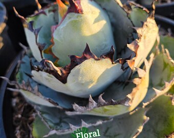 Titanota Black and Blue [blue Ball] - チタノタ ブルーボール - 籃球