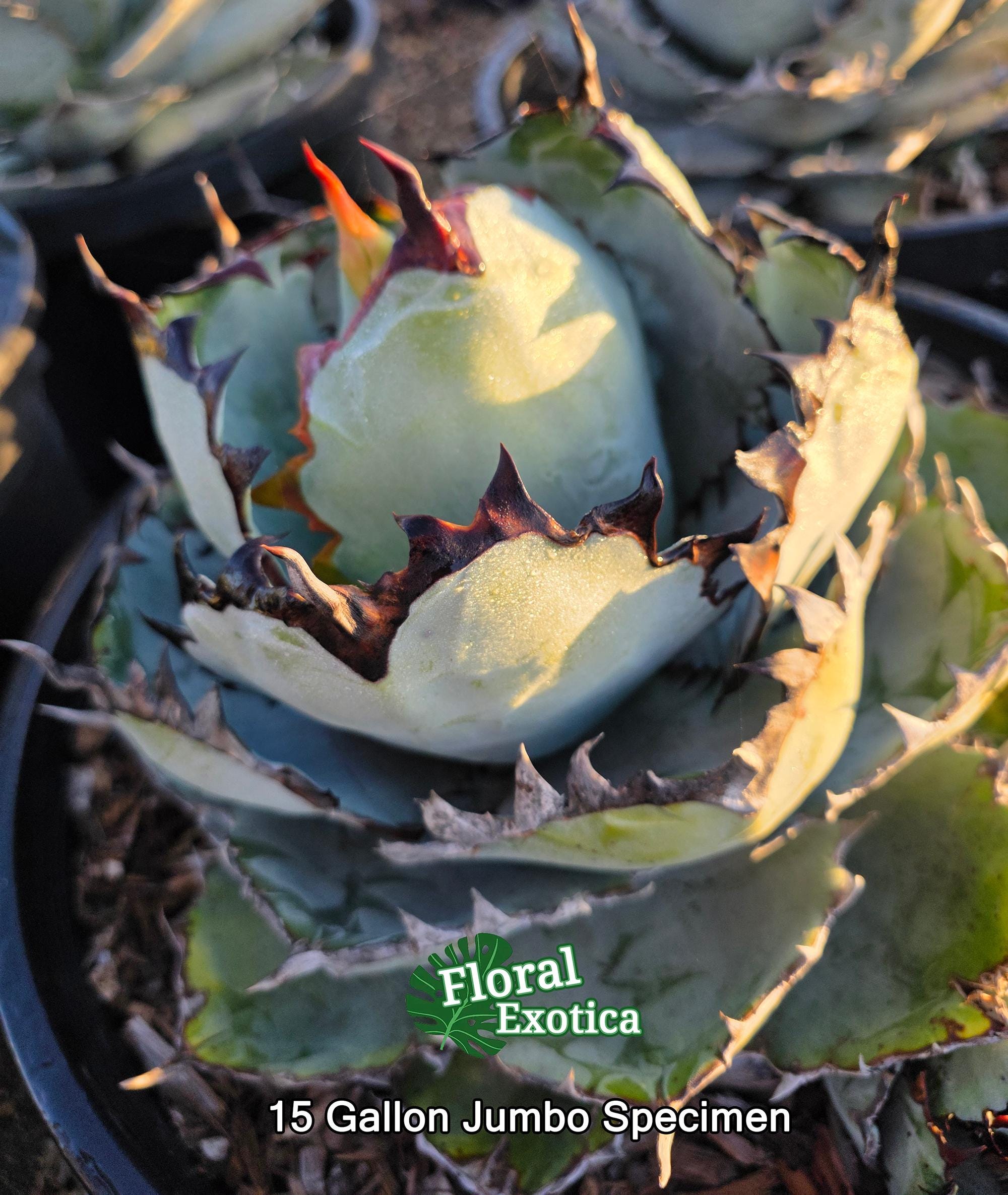 Titanota Black and Blue [blue Ball] - チタノタ ブルーボール - 籃球