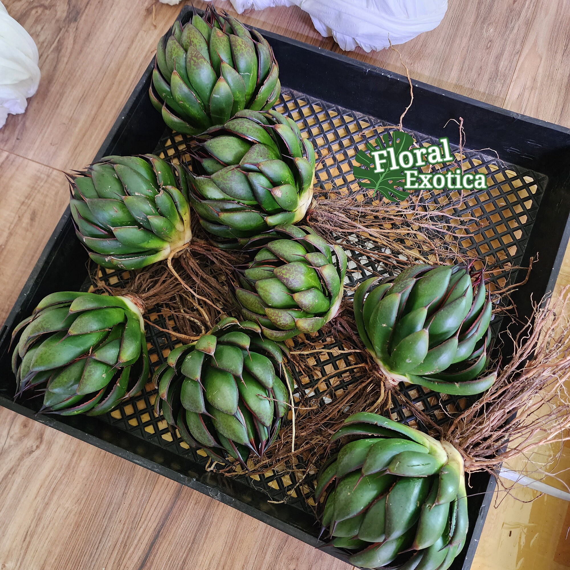 Mangave Praying Hands - マンガベの祈りの手 - 希少植物 - Ultra Rare