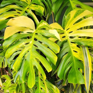 May include: Close-up of a variegated Monstera plant with large, split leaves. The leaves display a mix of vibrant green and creamy yellow hues. The image also shows other tropical plants. The text "Floral Exotica" is visible.