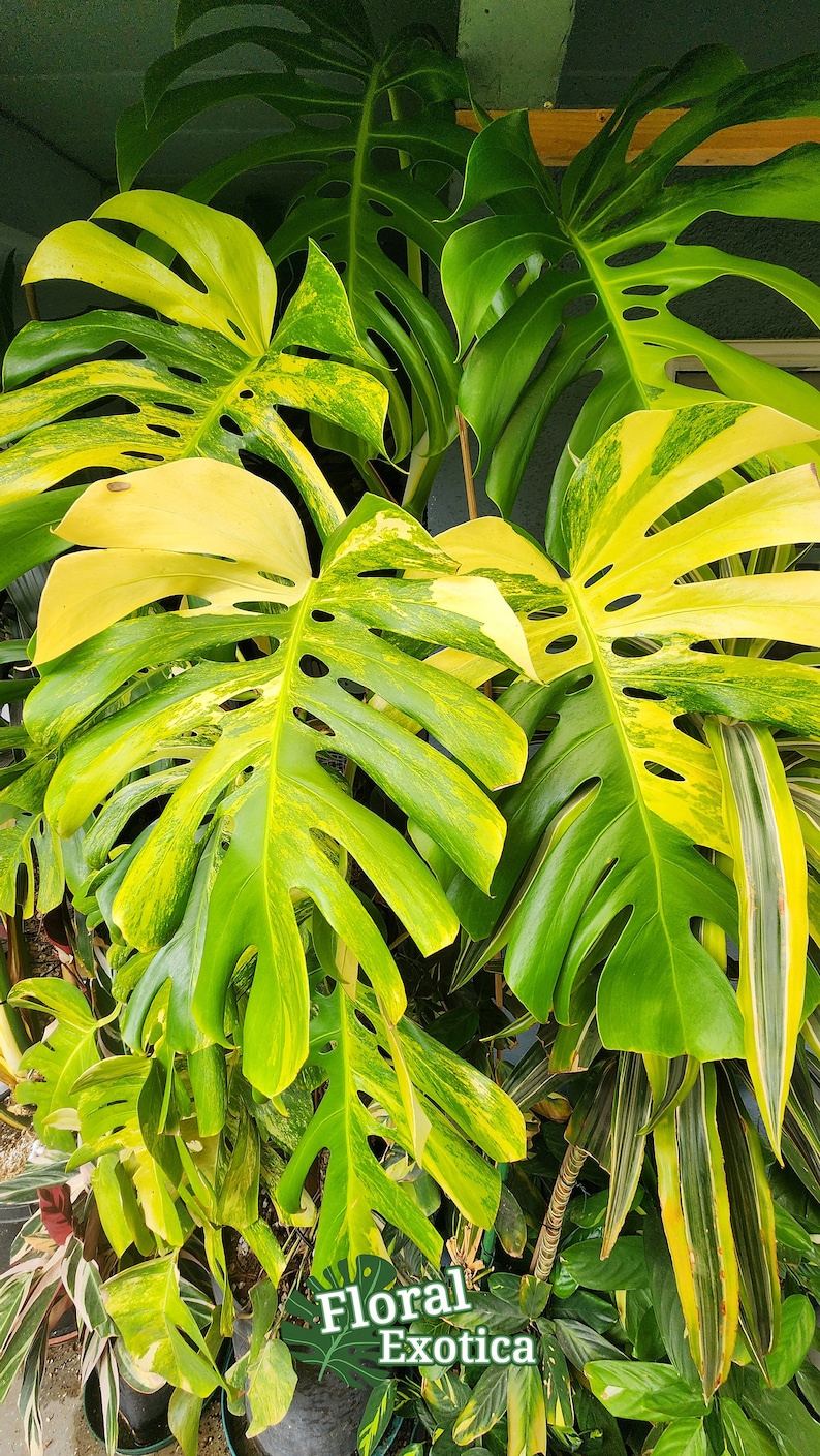 May include: Close-up of a variegated Monstera plant with large, split leaves. The leaves display a mix of vibrant green and creamy yellow hues. The image also shows other tropical plants. The text "Floral Exotica" is visible.