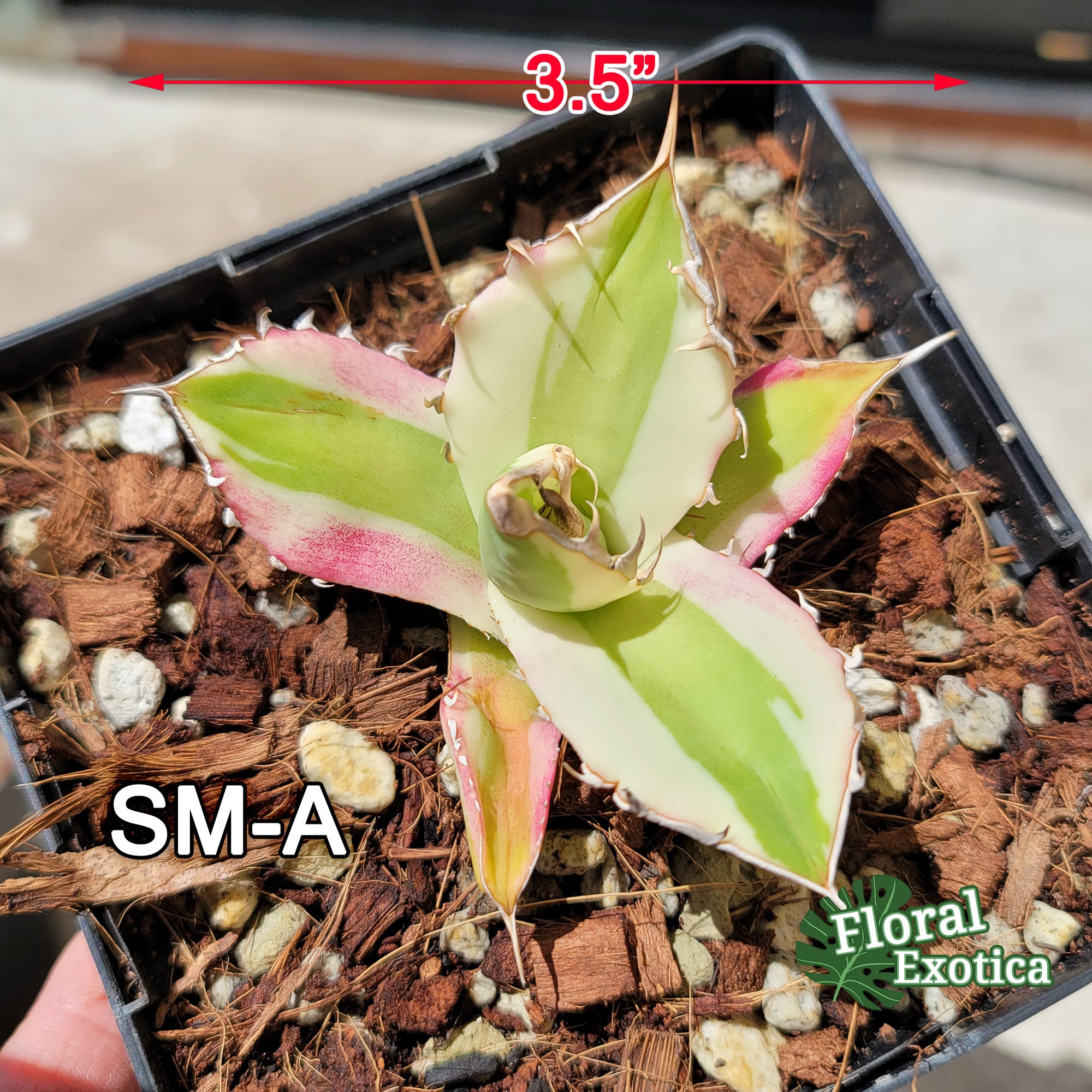 Titanota Snaggle Tooth (not Tissue Cultured) - チタノタ スナグル