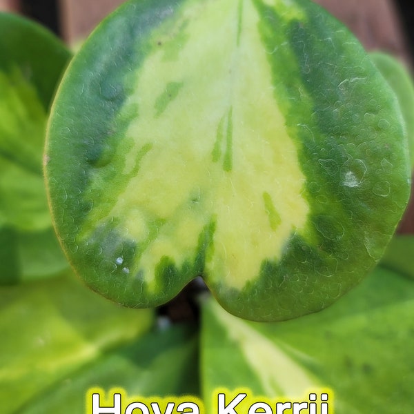 Inverse Variegated Hoya Kerrii Albomarginata - XL Sized Plant - Beautiful Heartshaped Hoya - Good Variegation - Free US Shipping