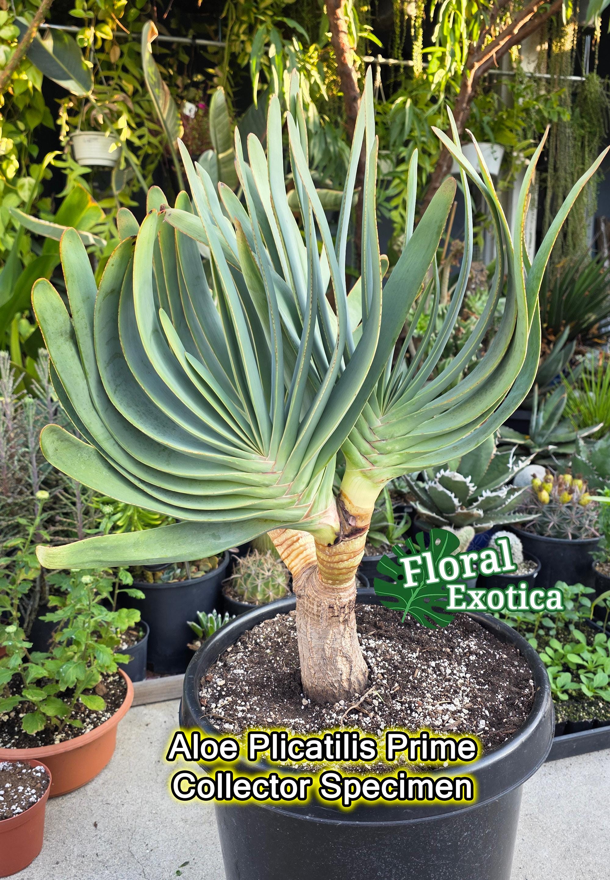 Fan Aloe Plicatilis - Collector Aloe - Prime Select - Etsy