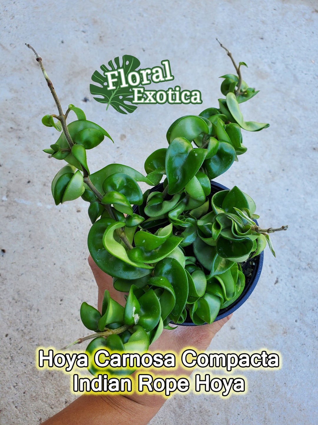Hoya Carnosa Compacta Hindu Rope Hoya Krinkle Kurl Fun Modern ...
