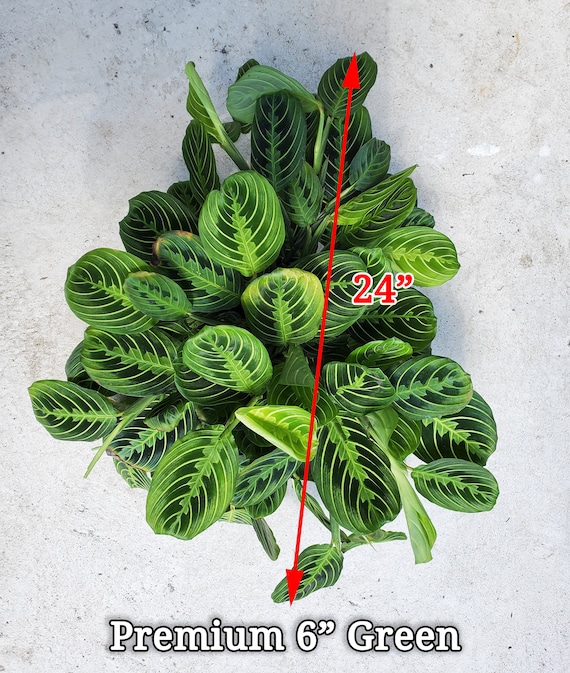 Maranta Leuconeura Lemon Lime Marisela Etsy Maranta Leuconeura Lemon Lime Marisela Etsy
