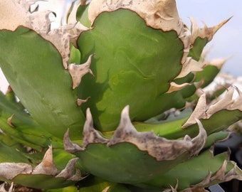 Agave Titanota 'red Catweazle' - 