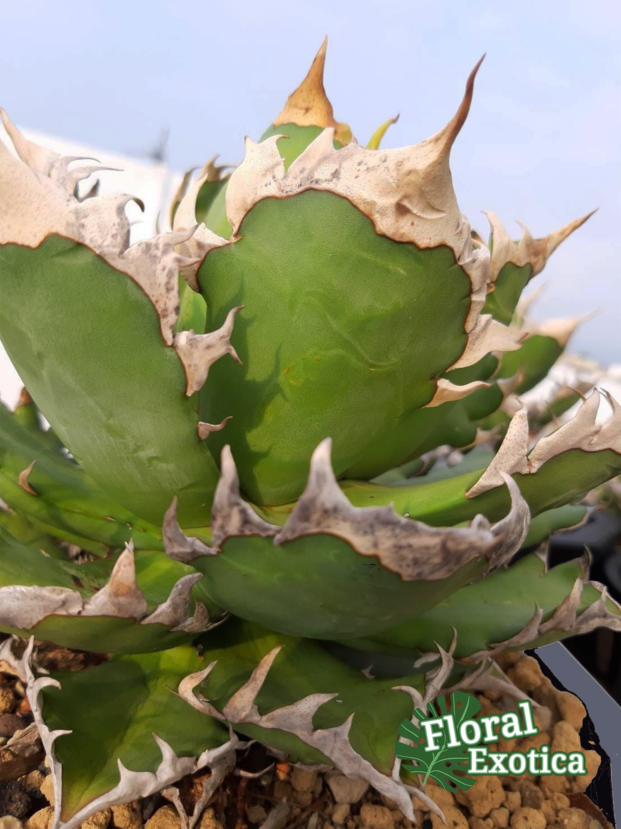 Agave Titanota 'red Catweazle' - 