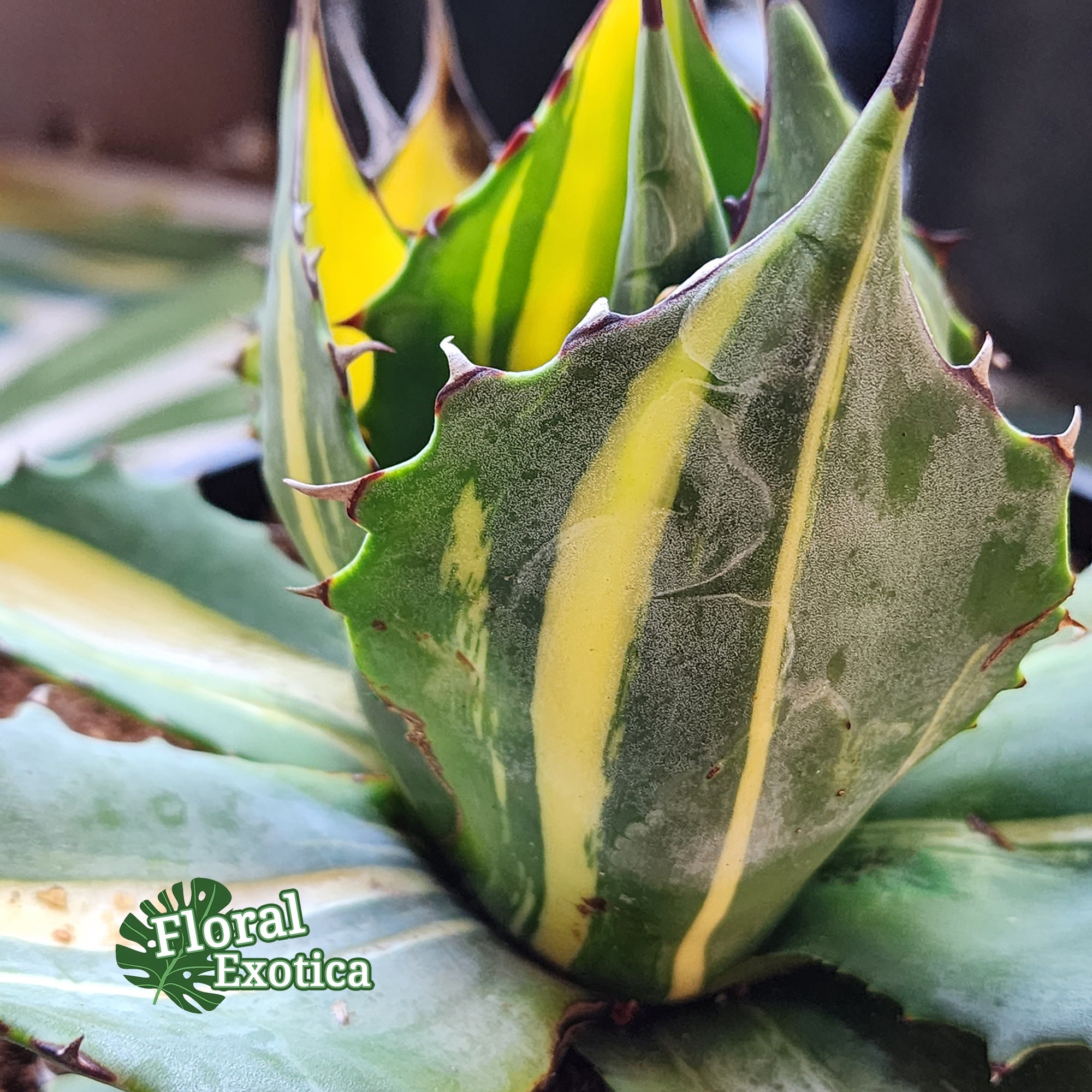 Agave Parrasana Mp⁄streak Variegated - アガベ パラサナ錦 - 賴光錦