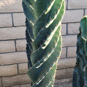 Large Cereus Peruvian 'Spiralis' Spiral Cactus Specimen Majestic Pillar Stable Spirals Free Shipping image 6