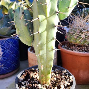 Blue Myrtle-Bilberry Cactus - BlueBoys - Myrtillocactus Geometrizans - Garambullo Cactus - Cactus Sculpture - Unique Specimen