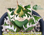 Agave Titanota 'Red Catweazle' - Agave Titanota 'Red Catweazle' -