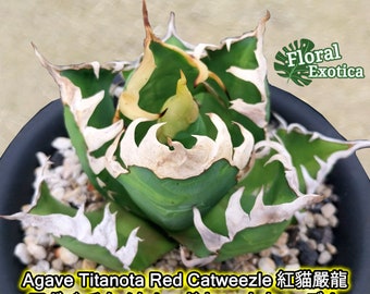 Agave Titanota 'Red Catweazle' - "アガベレッドキャットウィーズル” - 紅貓嚴龍 - 希少植物 - Rare Specimen - 龍舌蘭専門店 - Specialty Agave Shop - US Stock - 植物検疫証明書付きで出荷