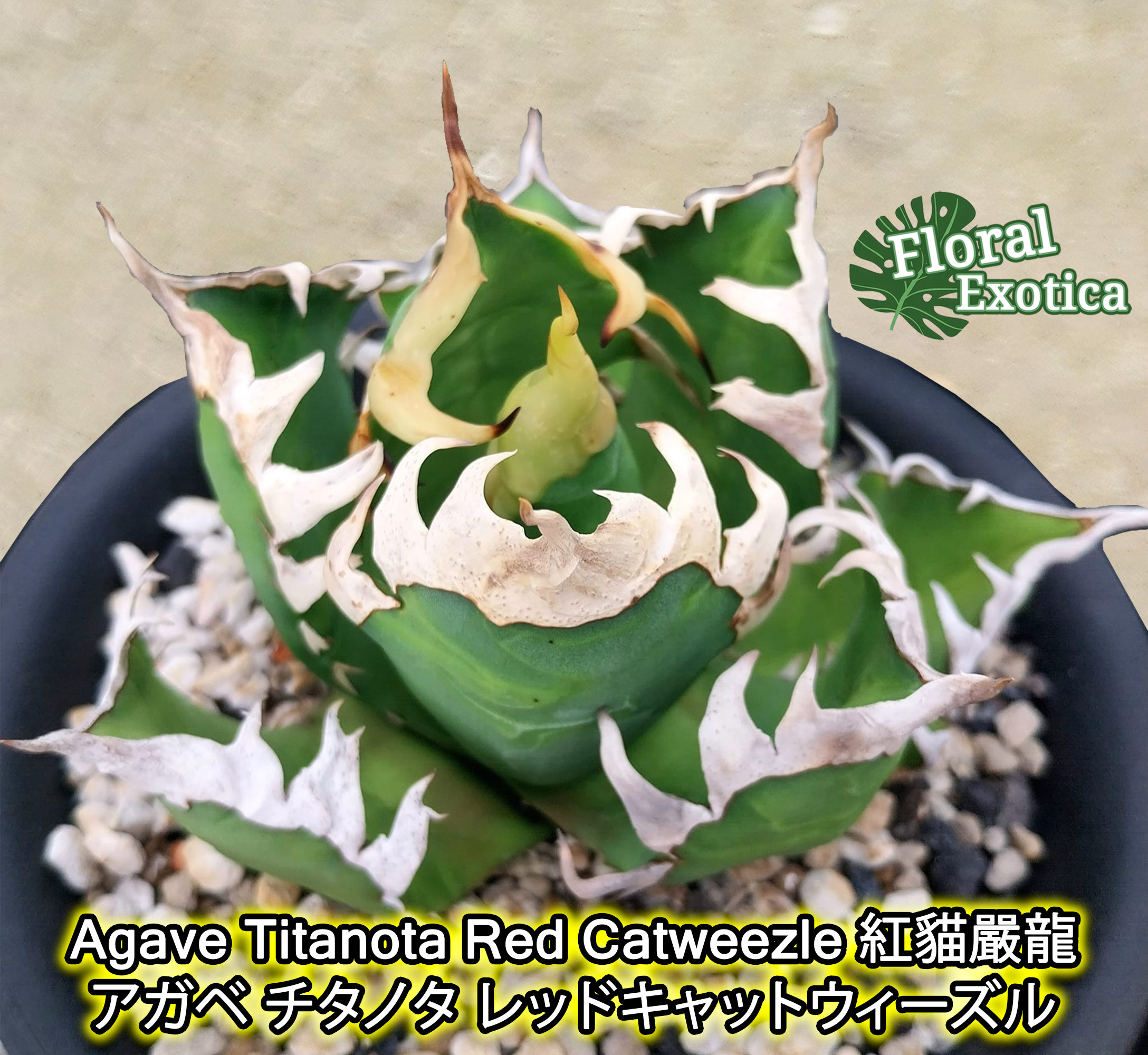 Silver Dyckia Plant - Etsy