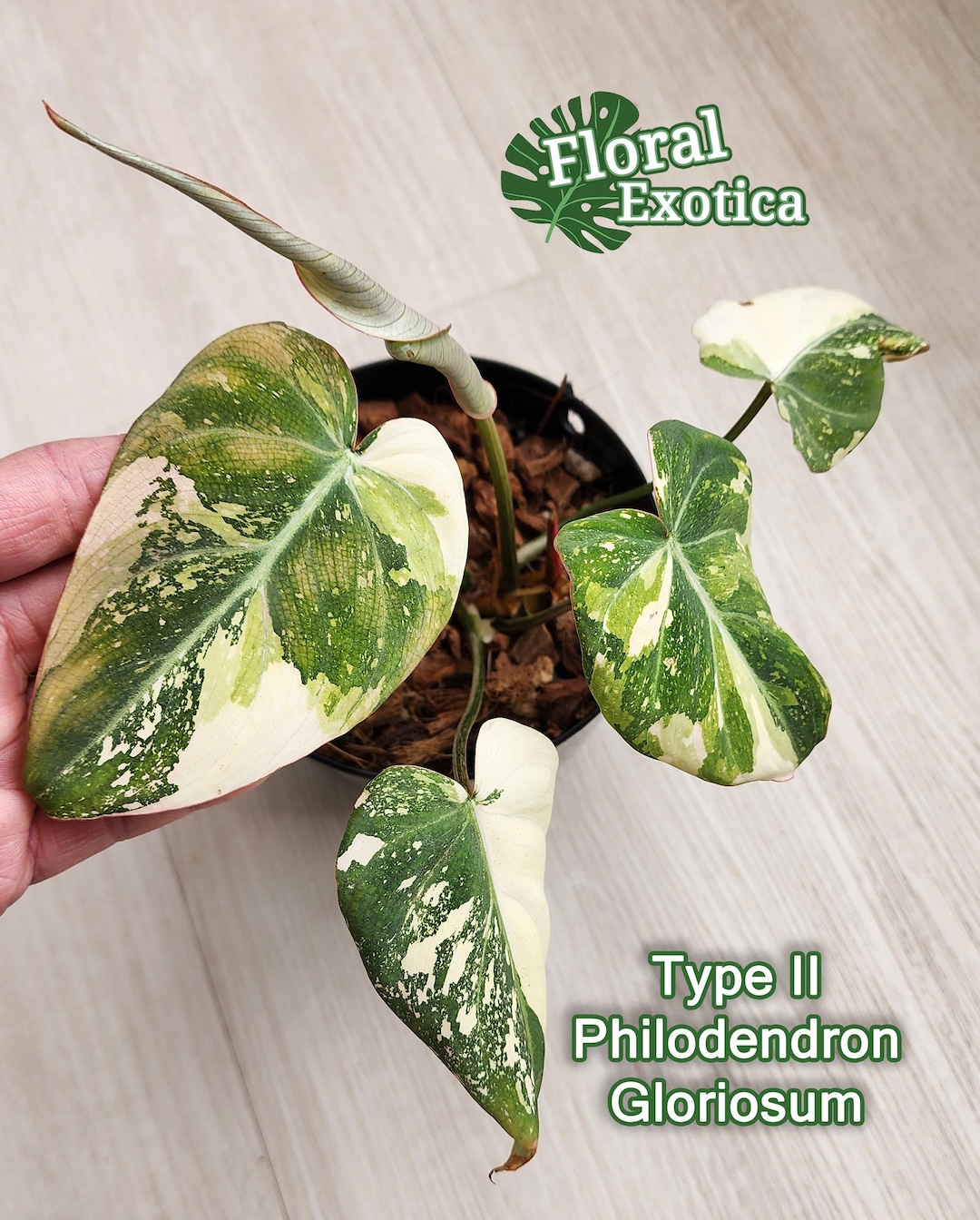 Rare Type II Variegated Philodendron Gloriosum – Collector's