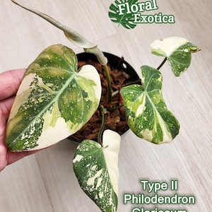 Rare Type II Variegated Philodendron Gloriosum: Collector&#39;s Aroid