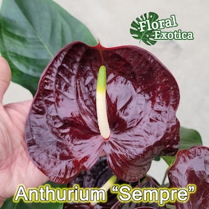 Anthrium &#39;Sempre&#39; - Sophisticated Novelty Anthurium - Premium Black Red Anthurium - Premium Florist Quality - Free Shipping