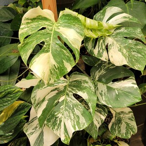 Variegated Albo Monstera Albo Borsigiana Beautifully Rooted Specimen / Top Cut / Nodes Free Rooting & Caring Instructions image 6